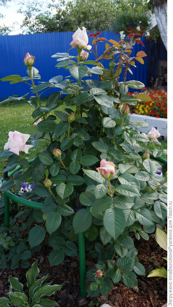 остинка Херитадж,посадка 2013г.