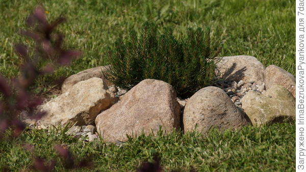 пока маленькую сосенку,высаженную на газоне,обложила камнями,чтоб случайно не скосить газонокосилкой