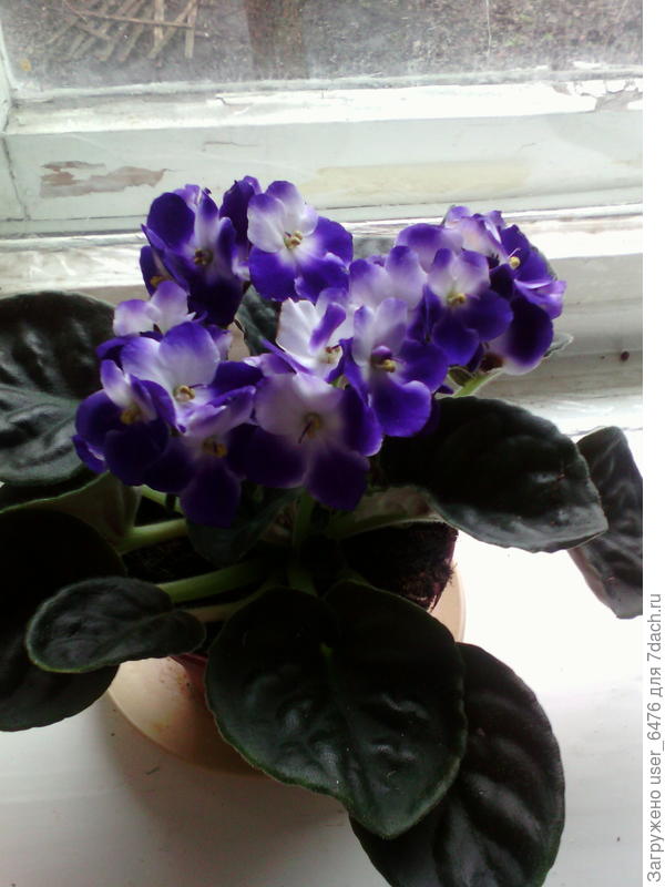 что за цветок