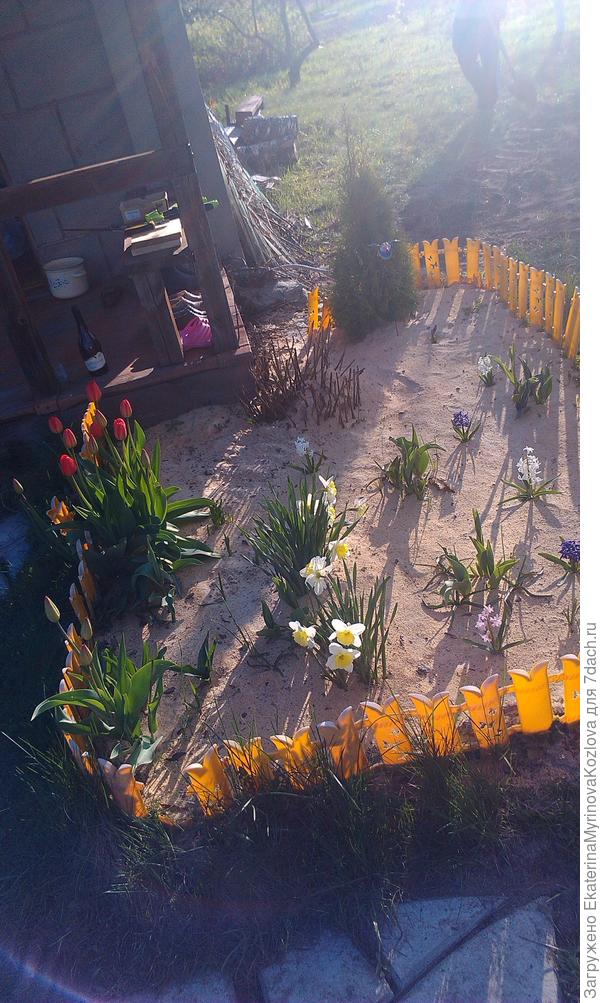 за зиму перепревают и чудесное удобрение..так же между грядками засыпаю весь сезон,а весной ыхлю перепревшие опилки между грядками и засыпаю чеснок