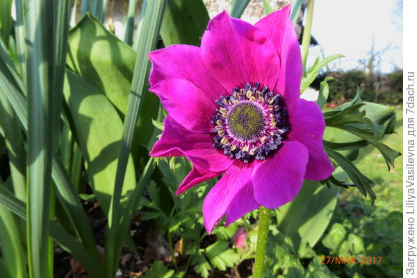 март, самая первая