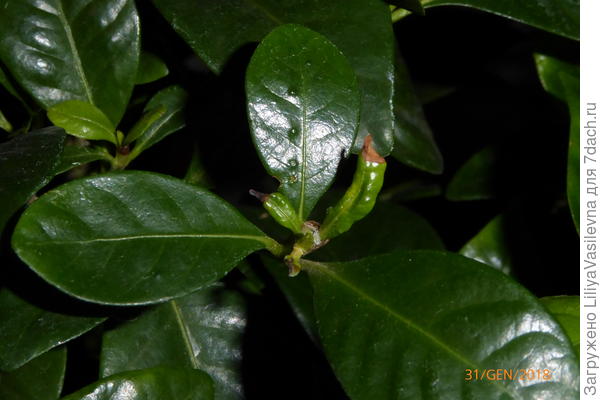 молодые листики