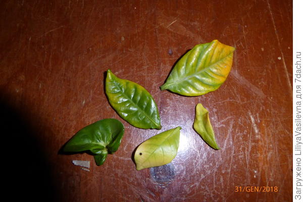 желтеют внутри куста