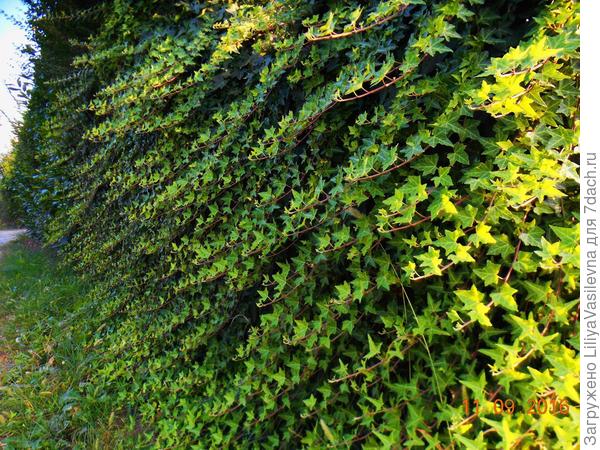 плющ на заборе.