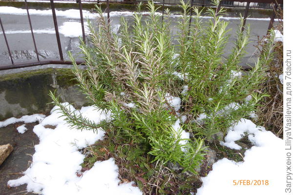 розмарин в феврале