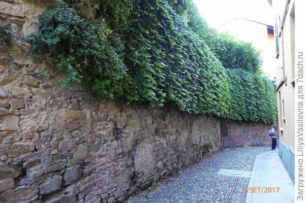 старинный плющ