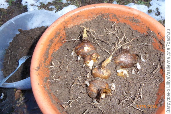 луковицы и детки гимелокаллус