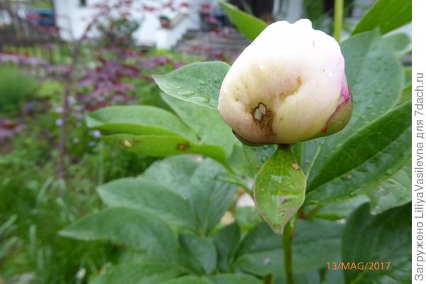 больной бутон пиона