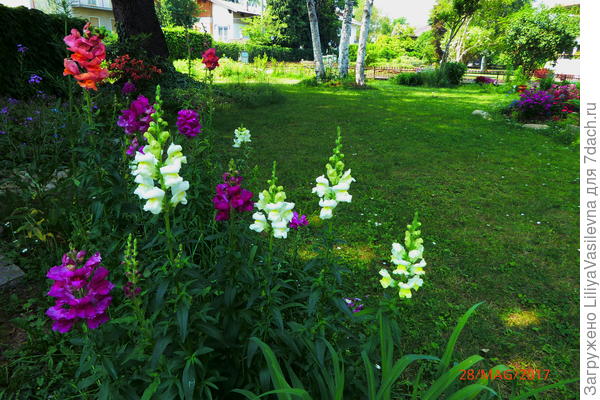 Львиный зев удивил меня своими размерами в глухой тени