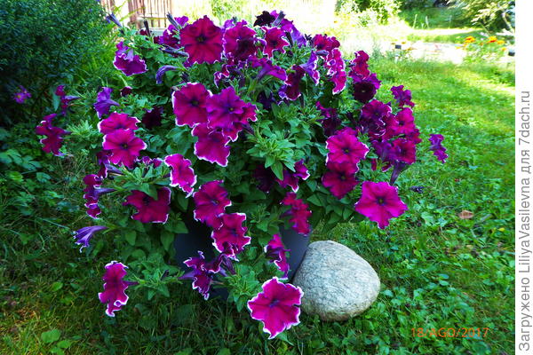 в 15-литровом горшке ей очень вольготно