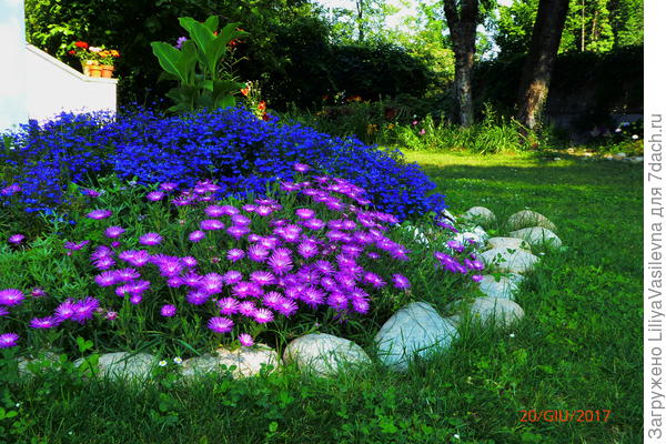 Лобелии ...к сожалению , в июле пришлось их убирать , из-за засухи...