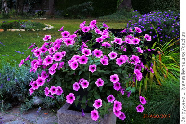 вообще-то, я не люблю петунии, НО, почему -то всё равно завожу их....