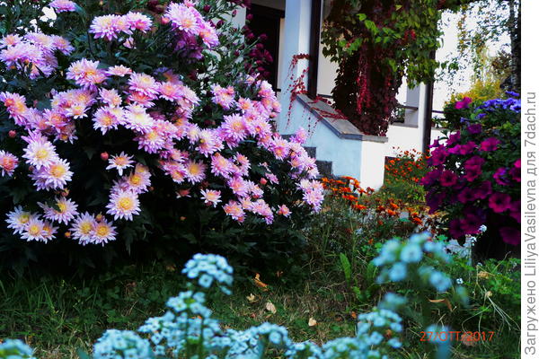 и даже в ноябре однолетники составляли достойную компанию хризантемам