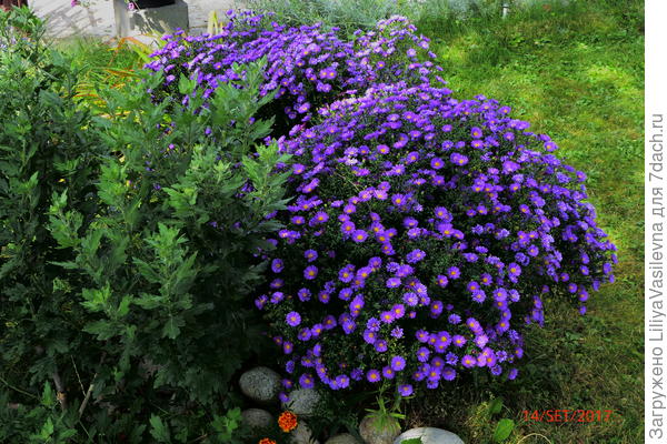 Шары сентябринок