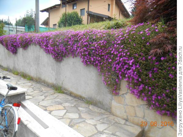 суккулент делосперма