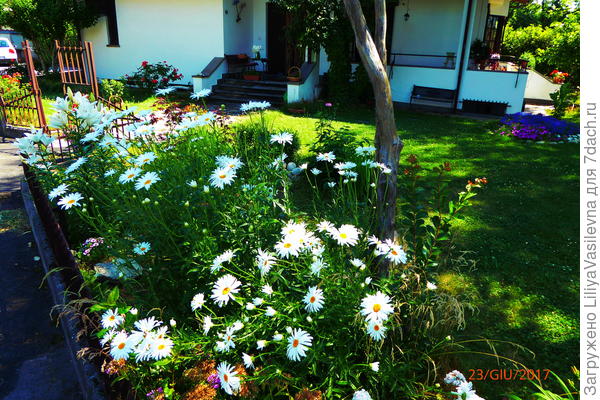 это фото не нравится, но уже началась засуха и лучше фото не успела сделать..