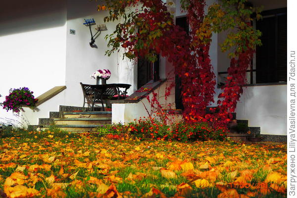 тот виноградик девичий я много лет пыталась извести. А теперь пустила его на стаааарую сирень