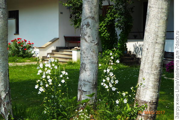 здесь, из-за засухи не вышло задумка--белый коврик из лобулярии не захотел ..