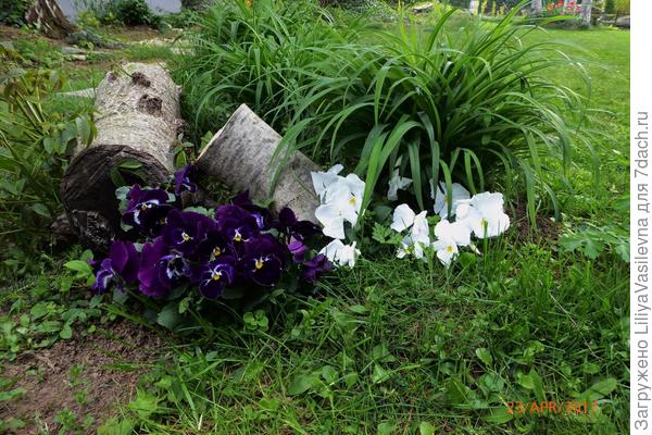 благодарные виолки