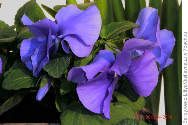 Виолы голубо-розово-лиловые