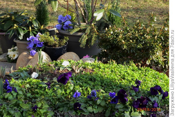 оттепель .Виолки оживились.