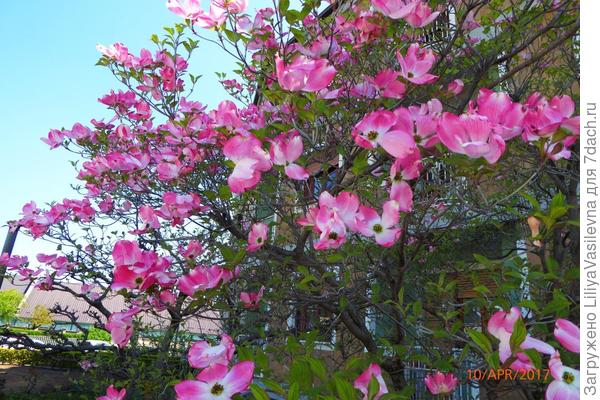 И здесь на заборчик людям вылезла