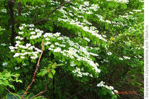 А вот это дерево -- не знаю, кизил ли?? совсем глубоко во дворе..