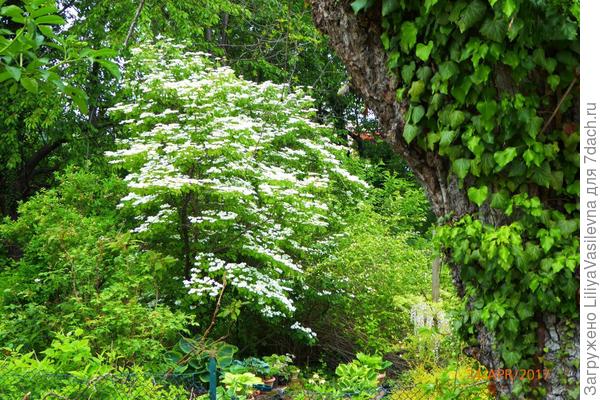 Вот в каком оно живописном месте. Потом я познакомилась с хозяйкой--этой весной зайду во двор фотографировать