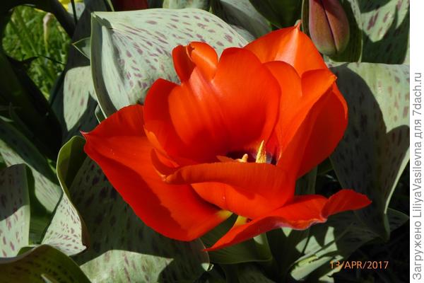 Алый, огромный !