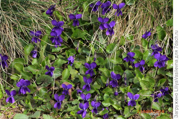 в пасмурную погоду они синие