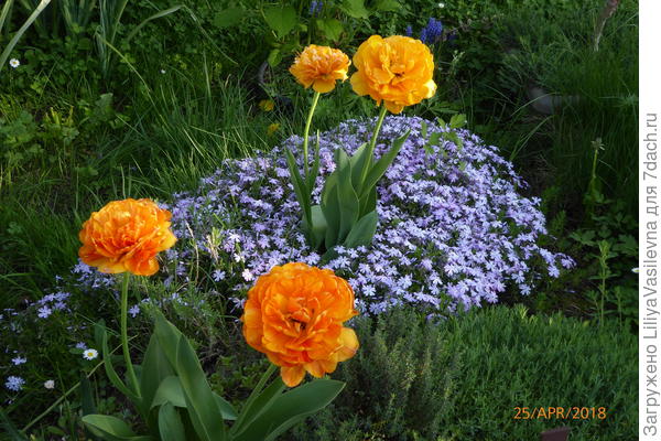 Обожаю эти оранжевые! крупные , 14 и 15 см тарелочка! в пошлом году посадила по одному здесь, дали по детке