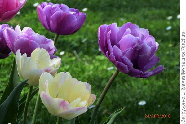 Покупала микс-- и по цвету луковичек пыталась отгадать цвет, почти угадала ..