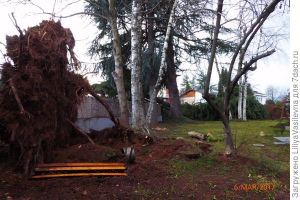 Корневая на дыбы -- почти 4 метра высотой