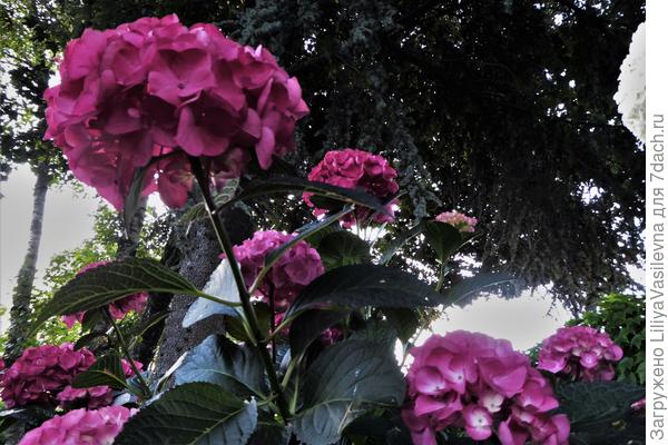 вот такая &quot;крыша &quot; у моих гортензий