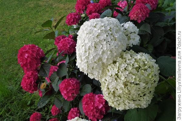 не устаю благодарить Всевышнего за такую красоту