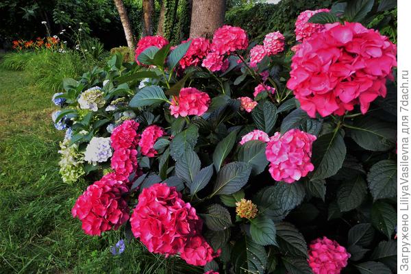 почему-то, цвет этой тёмно красной гортензии совершенно не получается передать на фото--- сооооотни кадров сделано ...