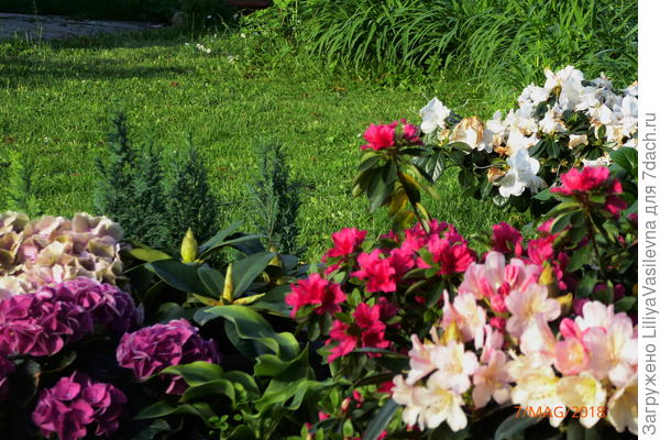 нет лучшего фона для фото цветов