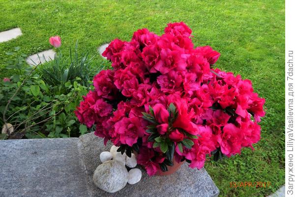 вот такая красавица погибла у меня