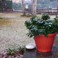 зимой, днём--выносила под снежный душ и просто на воздух, когда не было мороза. Каждую ночь заносила в прохладное помещение .