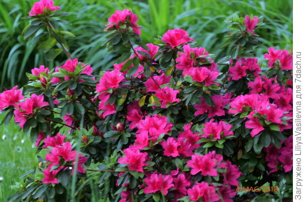 в этом году у неё цветение не очень обильное. В прошлом году-- не было видно листьев. Все отцвёвшие цветочки я выщипывала.