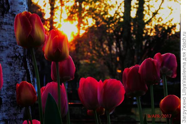Тюльпановый закат . Под берёзами.