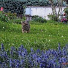 вот ещё сорняк , способный расти под кедрами, не знаю , может--живучка?