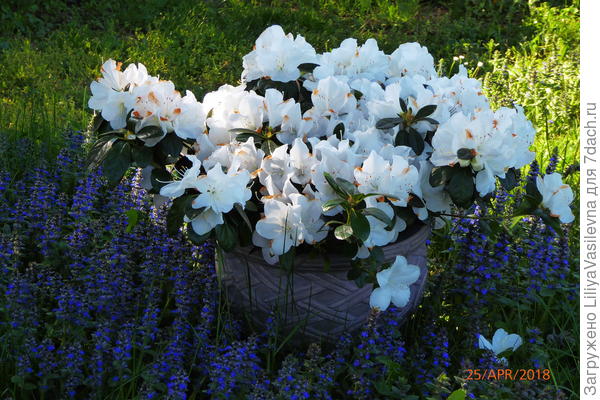 это сорт Полярная звезда