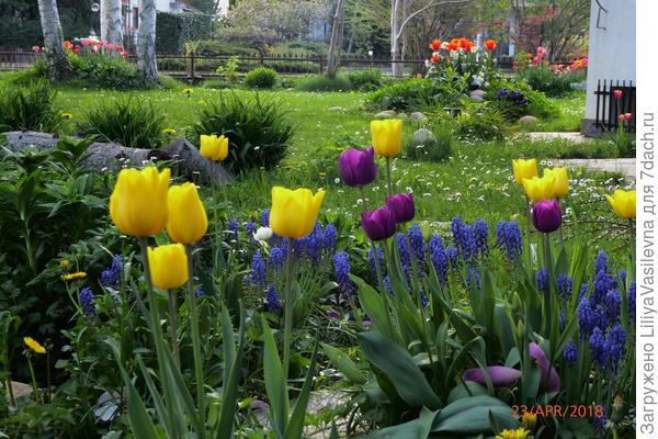 Обожаю апрель и тюльпаны !