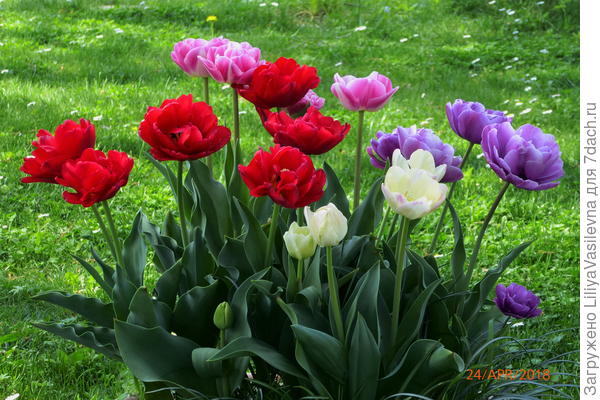 даже тюльпаны попробовала в этом году в контейнере . Курьёз-- это был микс -- сортировала их по цвету, вернее, оттенку,  луковичек , что бы композиция была .
