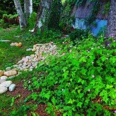 Культивирую сорные дикие гераньки