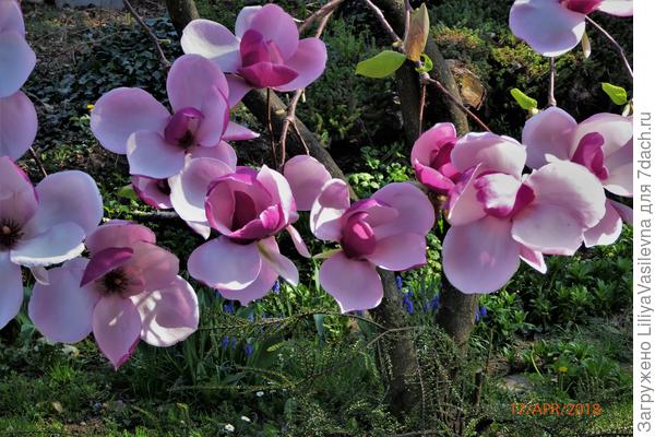 цветы огромные, двумя ладонями не обхватить