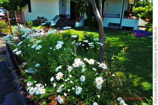 23 числа уже половина легло , а потом я уже не снимала--всё были на земле .