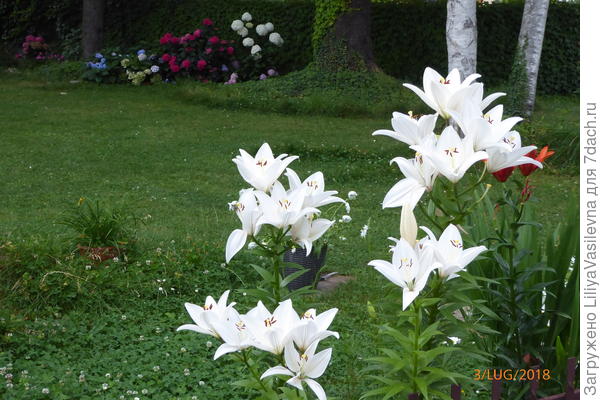 Июль, пасмурно, моросит дождик