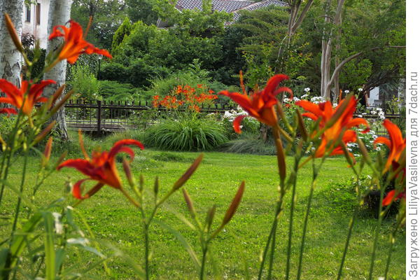 Даже самые простые, дикие  лилейники на фоне газона горят огнём